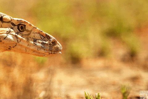 Animated gif of a lizard